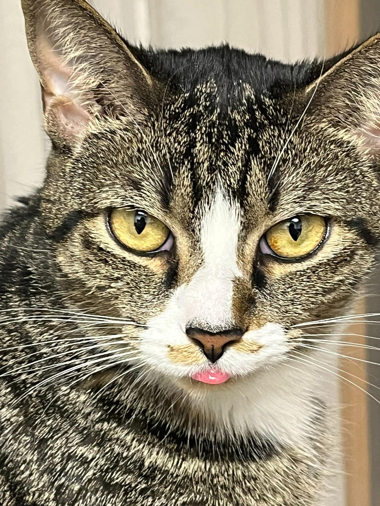 Brown tabby with white markings faces the camera, tip of her tiny pink tongue sticking out