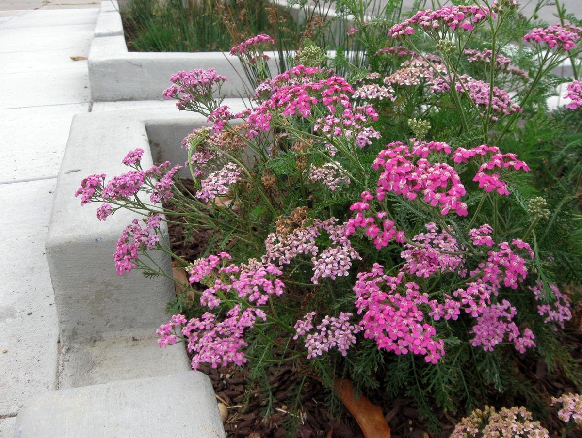 Pink Yarrow