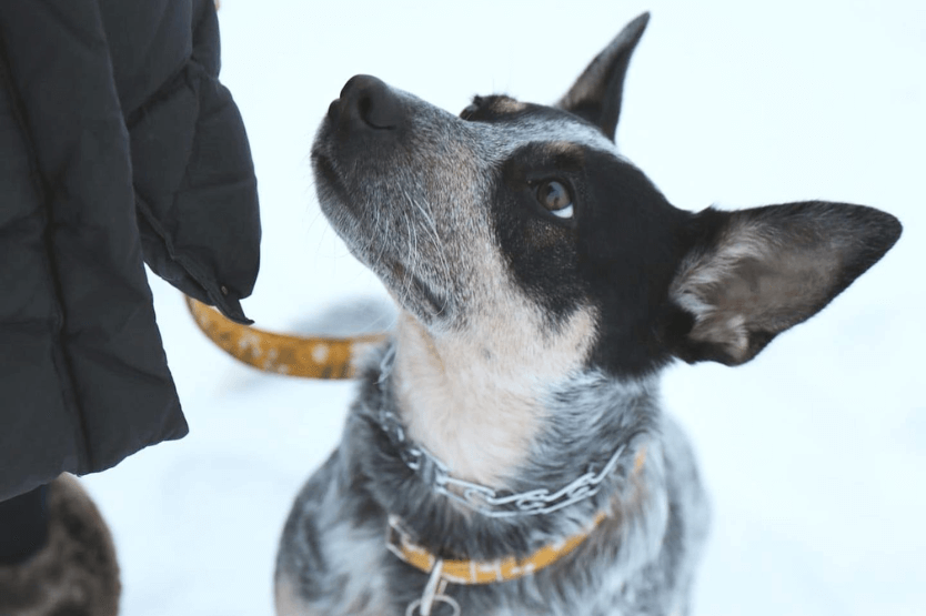 Scout the blue heeler sits in the snow looking up at her owner, wearing both a yellow floral collar and a silver metal prong collar