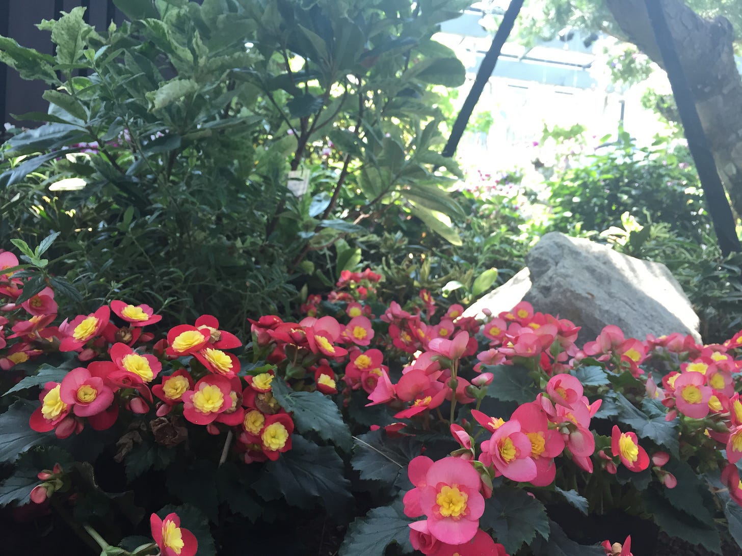 Pink and yellow flowers under green plants.