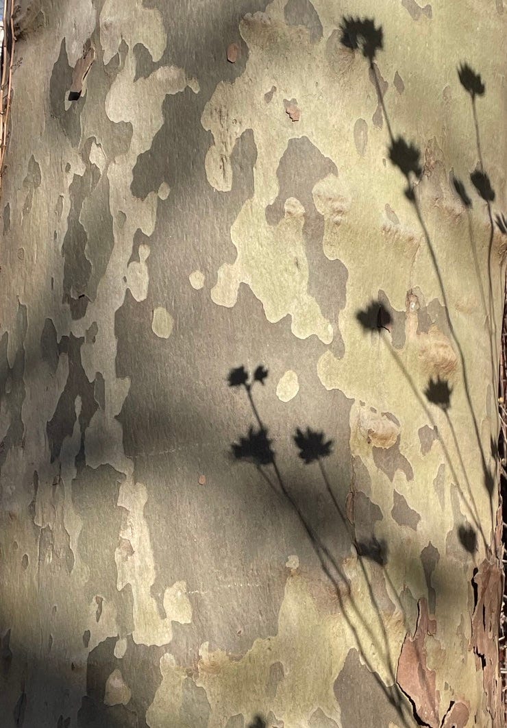 london plane tree with shadows of flowers