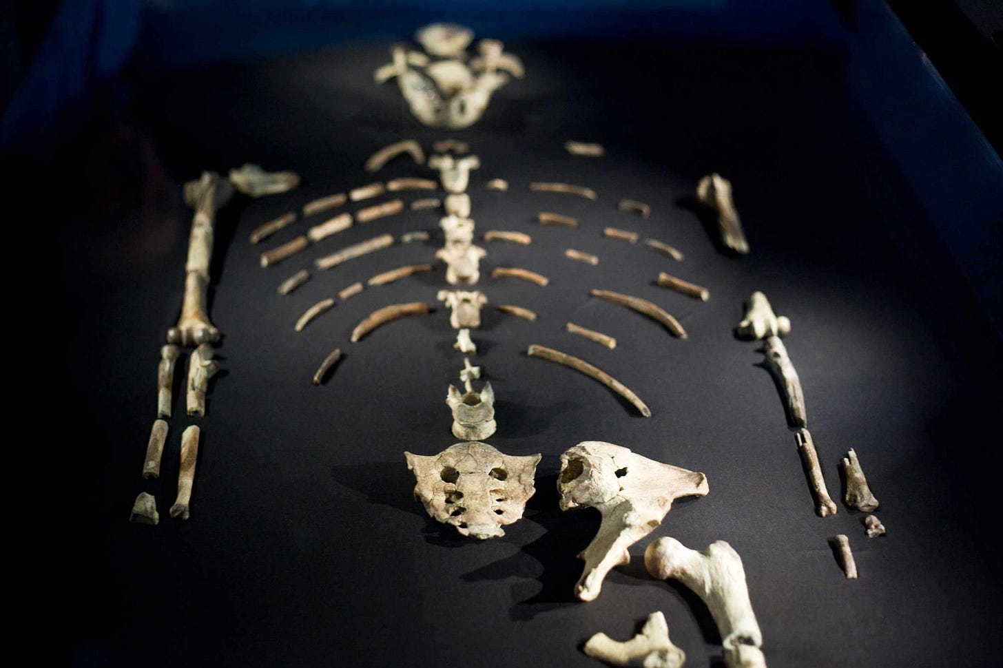 The skull fragments, ribs, arm bones, pelvis, and femur of the Lucy skeleton are visible in this photo The skull fragments, ribs, arm bones, pelvis, and femur of the Lucy skeleton are visible in this photo