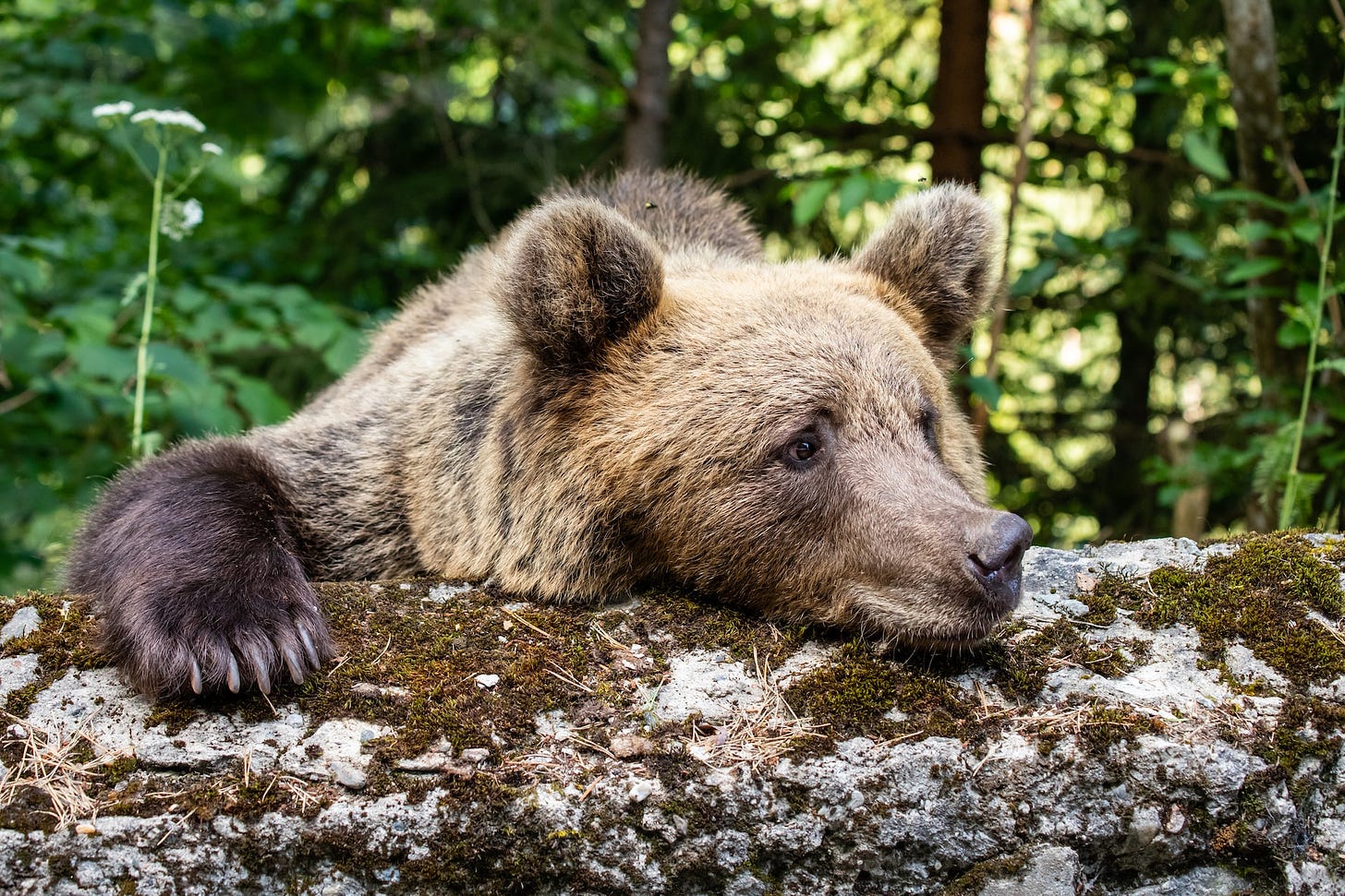 A bear rests head and paw on a log, looking relaxed and at ease