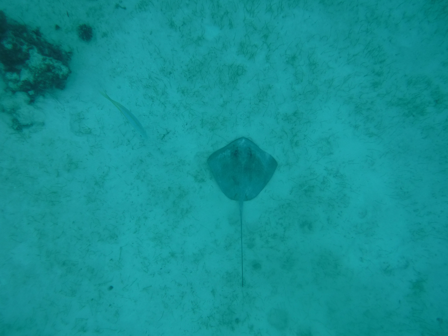 A ray on the ocean floor while snorkeling in Belize