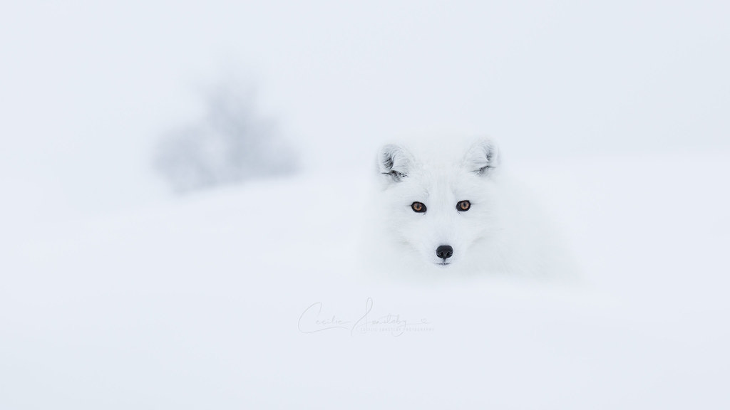 Arctic fox whiteout | This animal - Alopex lagopus - is an e… | Flickr