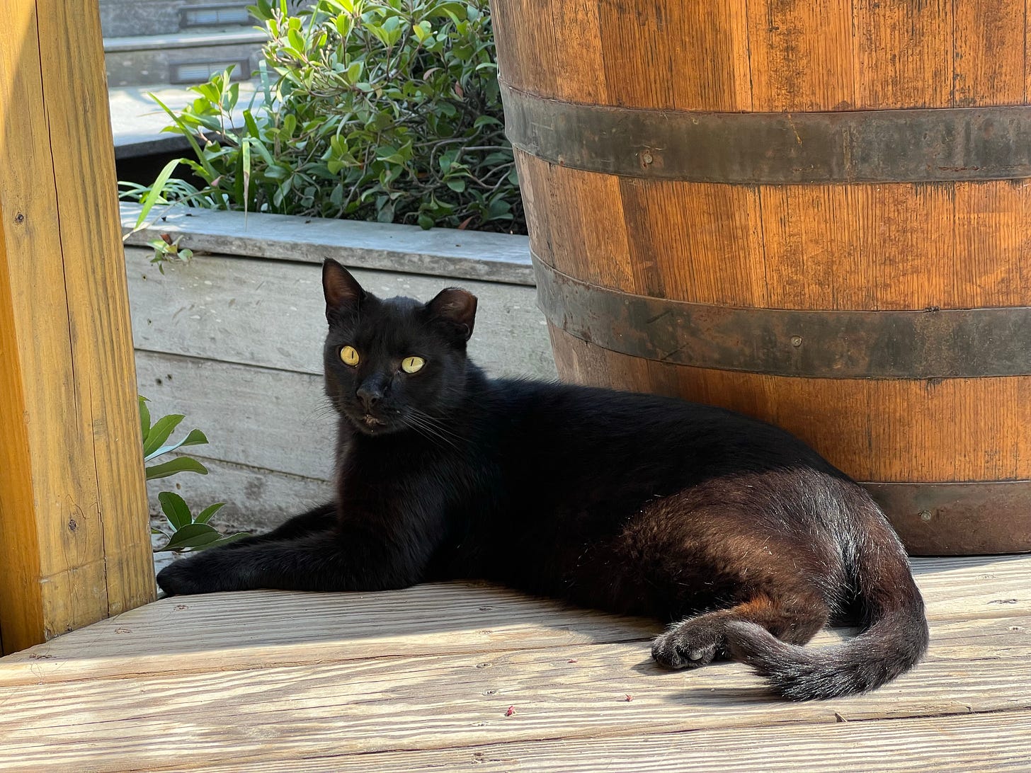 Black cat with a clipped ear lounging on a deck in front of a barrel