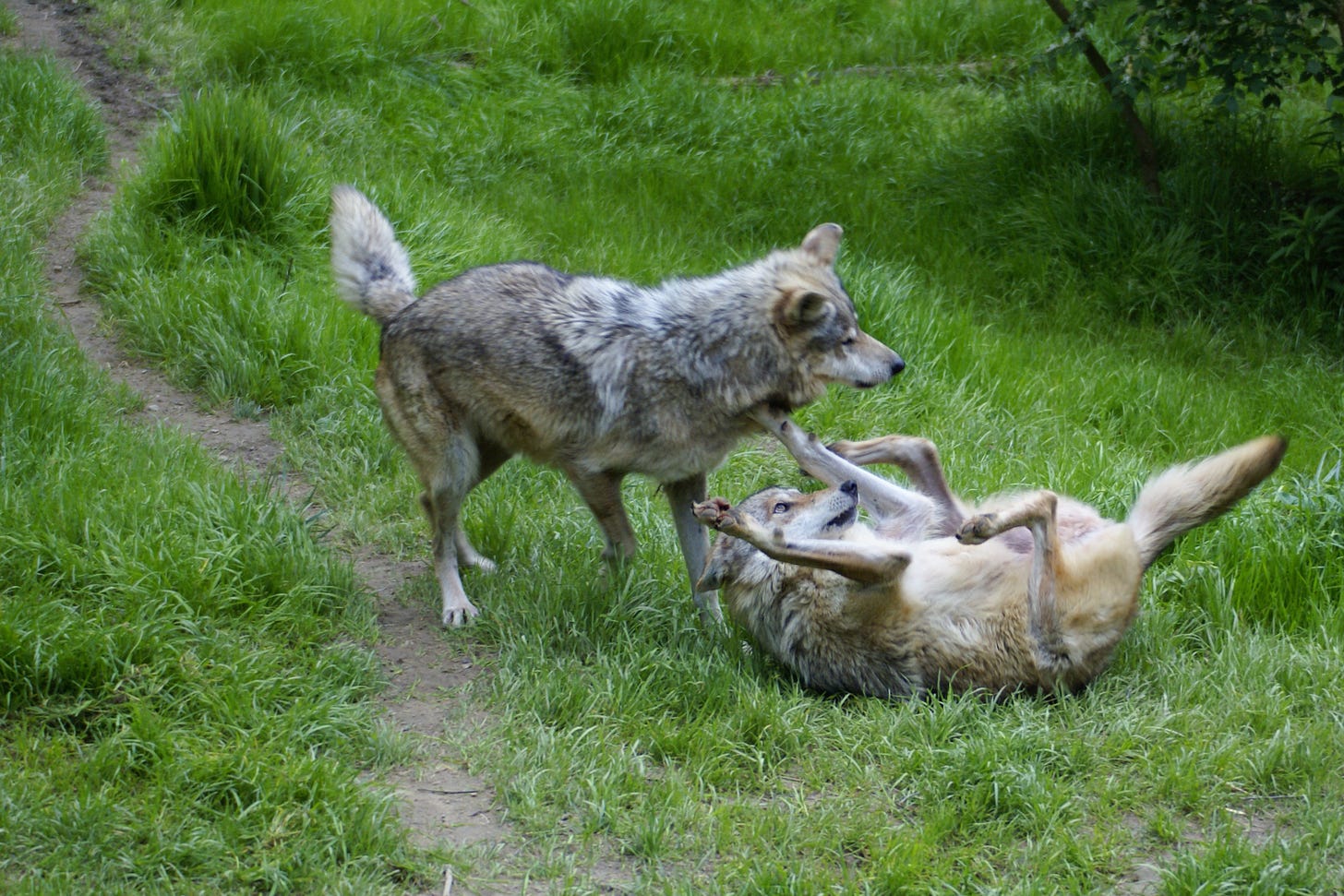 A wolf displaying its belly to another wolf. 