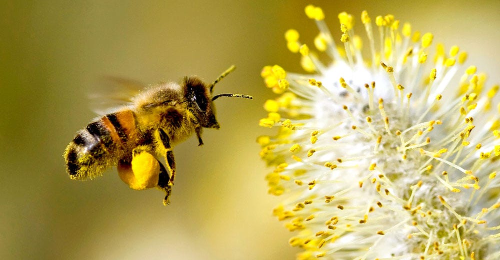 bee pollen contaminated pesticides