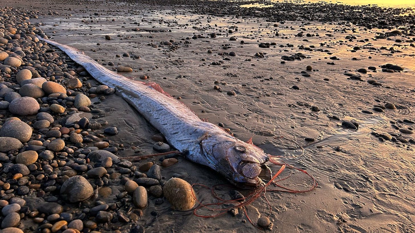 A washed-up oarfish, often considered an omen of imminent disaster, seen here on the coast of Encinitas, California, on November 6, 2024.