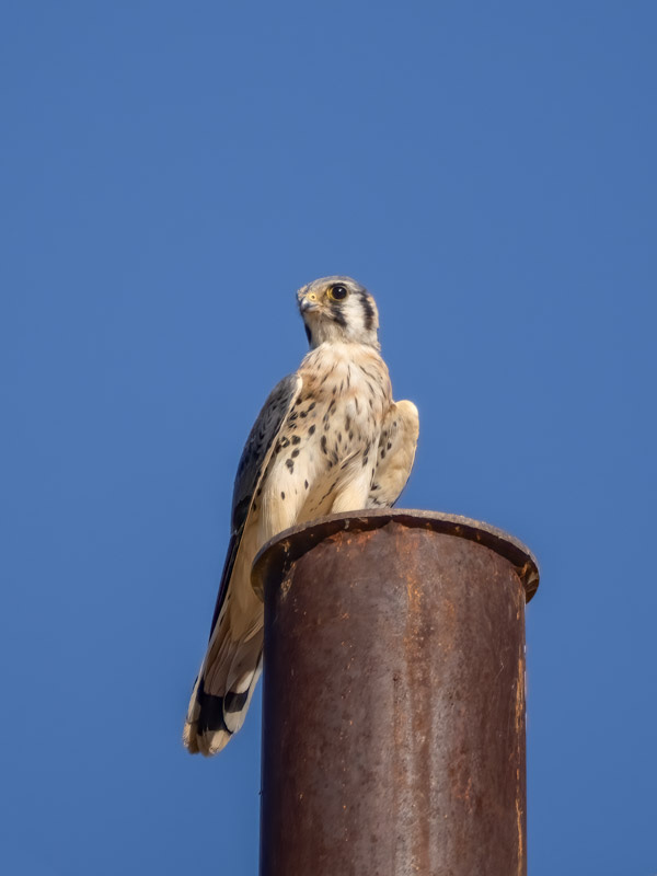20241002-Marana-2-Edit.jpg