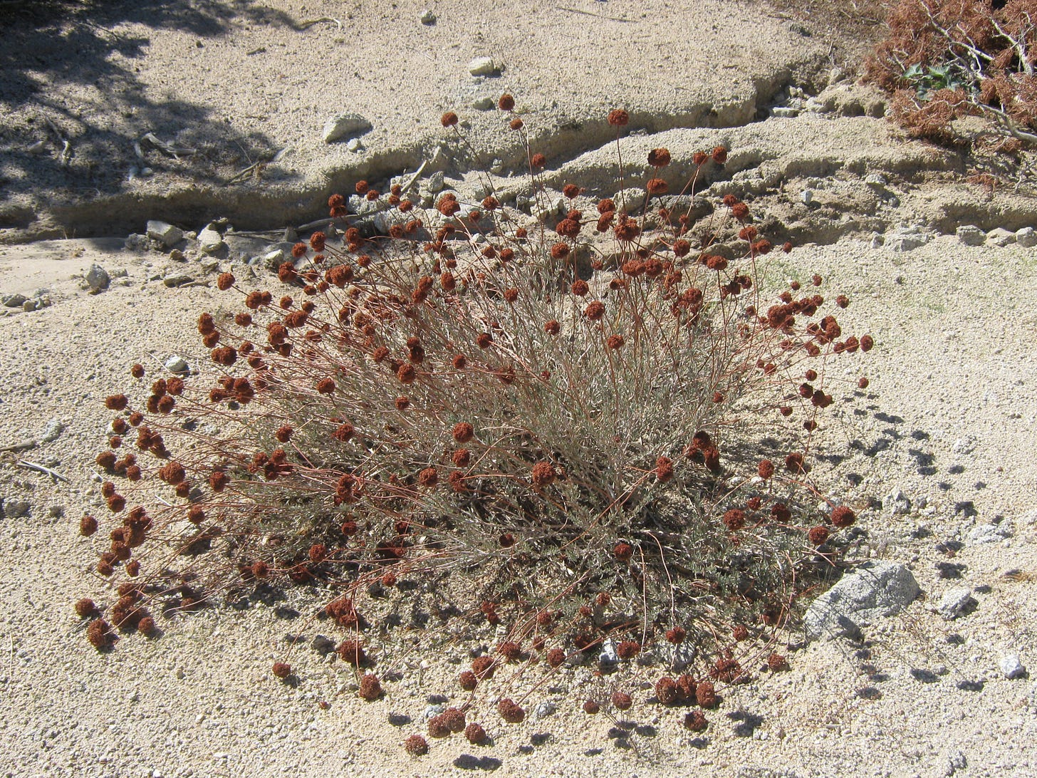 Sherry Killam photo of one bushy hairdo with many brown seed pods.