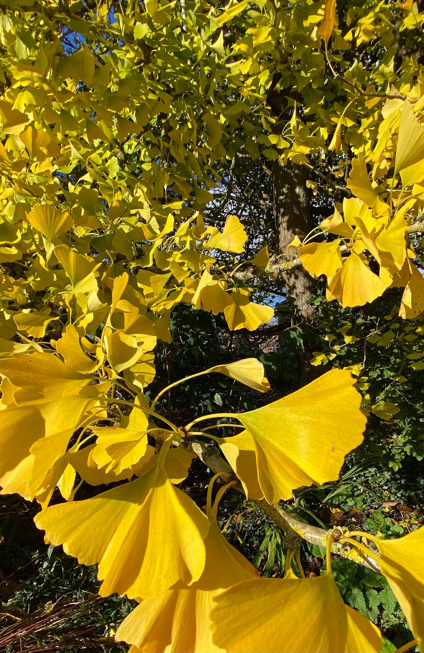 Hundreds of bright yellow ginkgo leaves on the tree lit by the sunshine