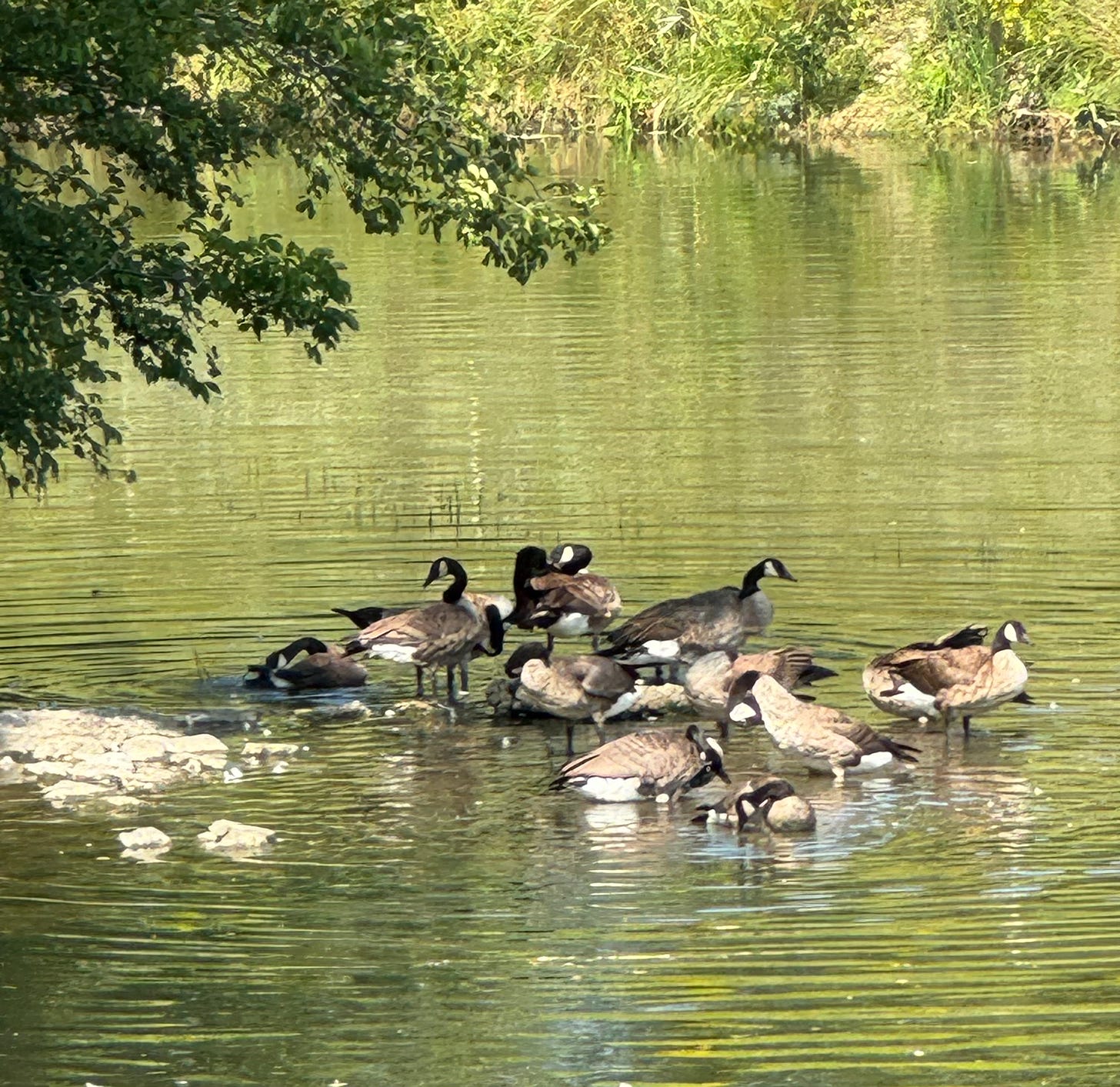 A flock of geese wading in the Chicago River.