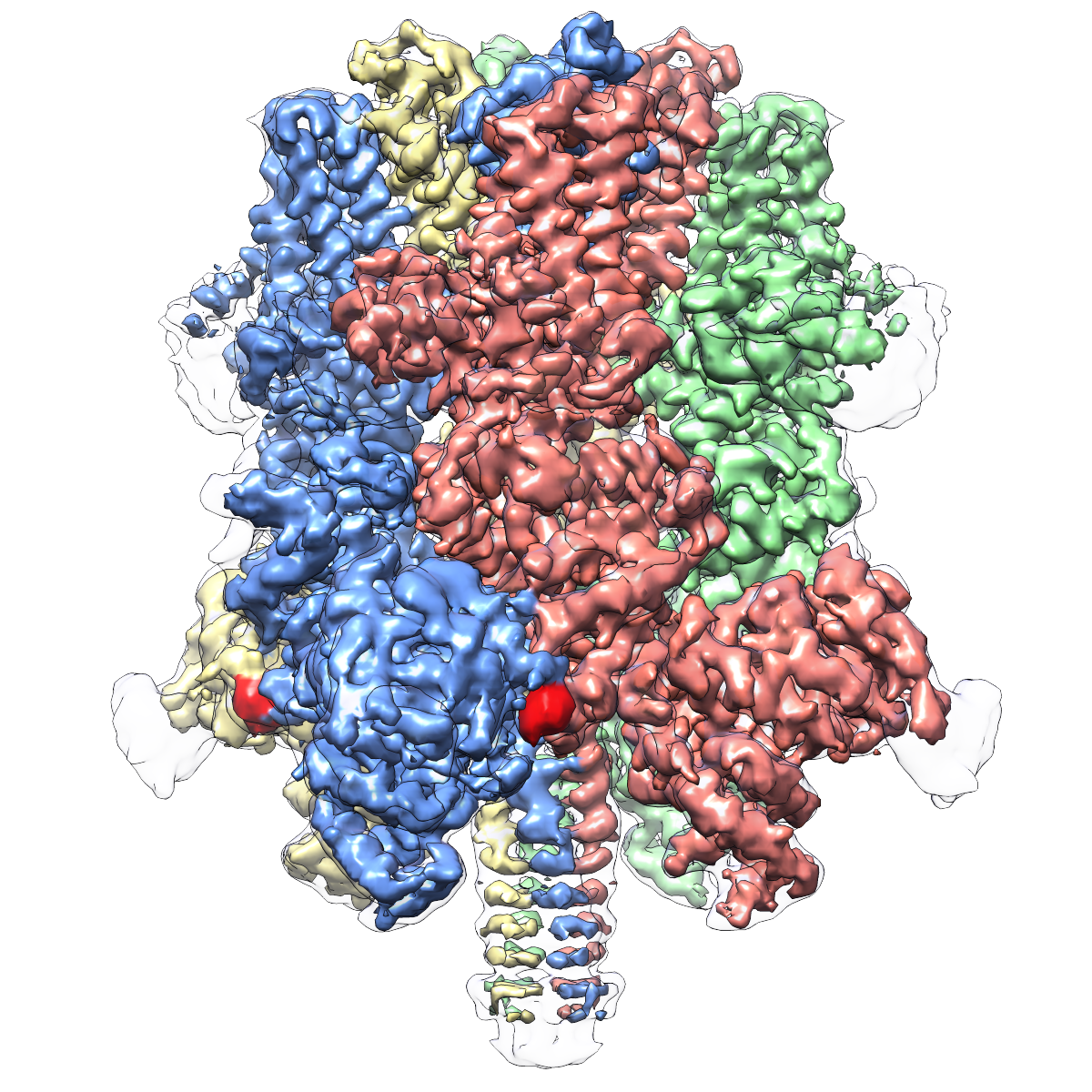 Cryo-EM reveals “crown-like” structure of protein responsible for ...