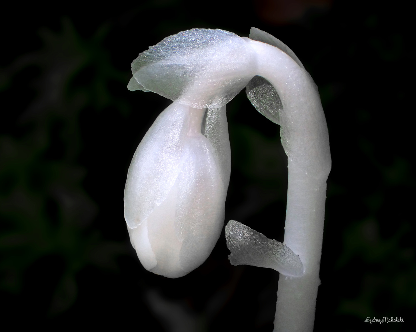 A close-up of a Ghost Plant features a shimmery white bud against a black background.