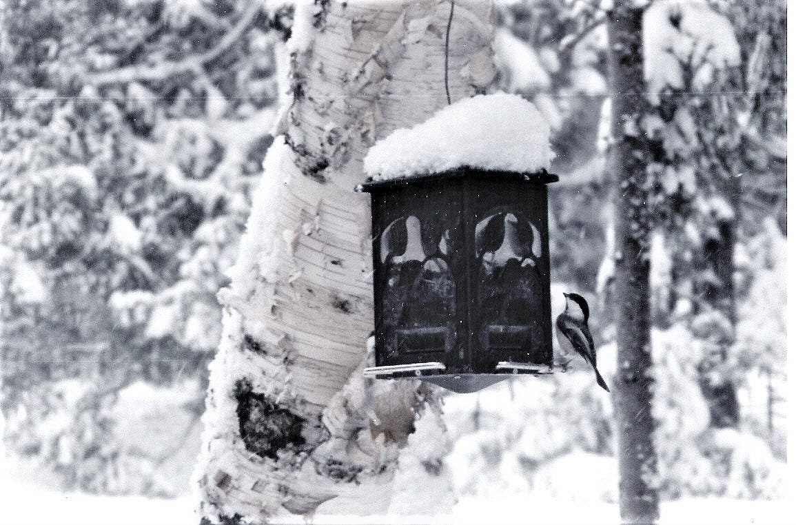 Chickadee at a snow capped feeder on birch tree.