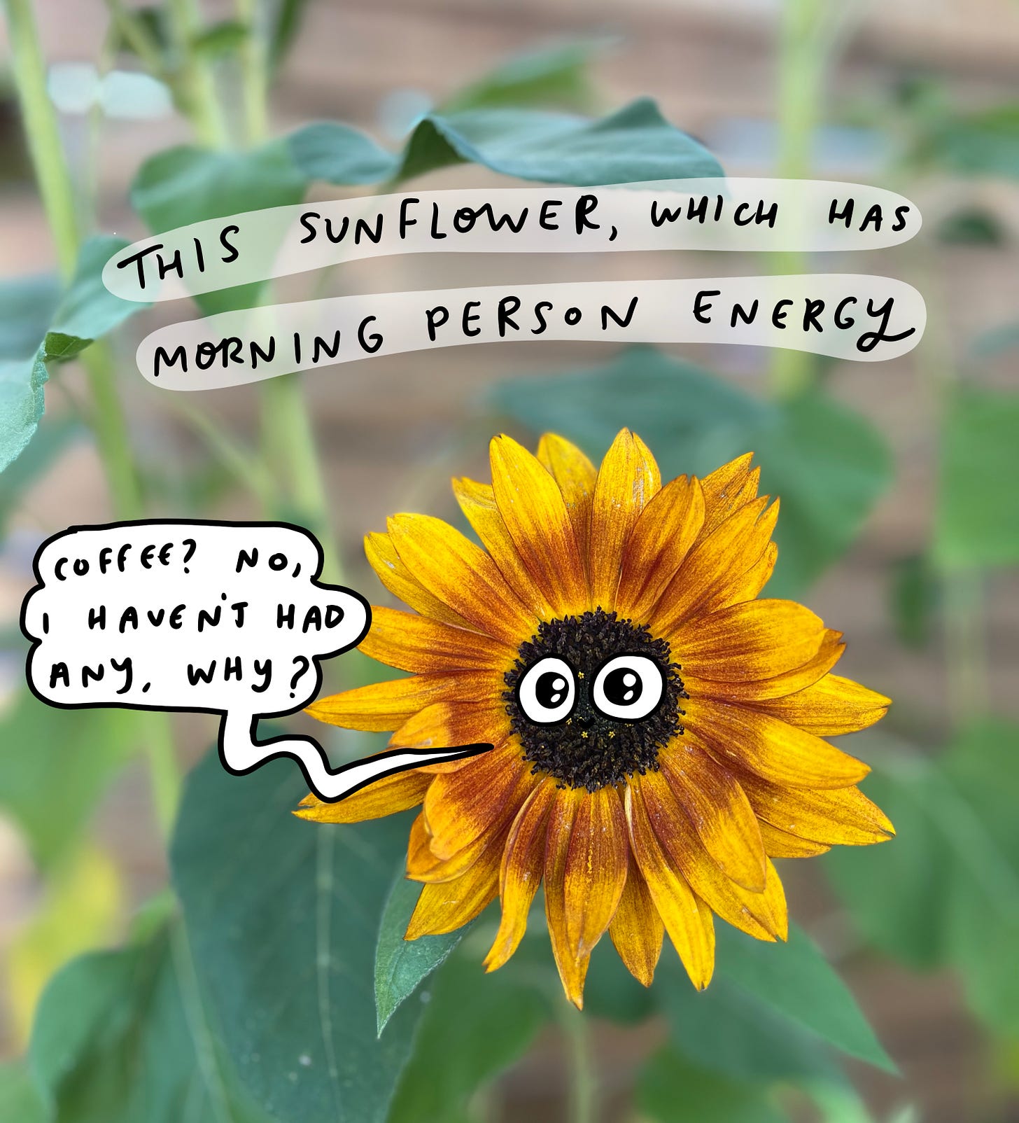photo of a sunflower, which is saying "coffee? no I haven't had any, why?"