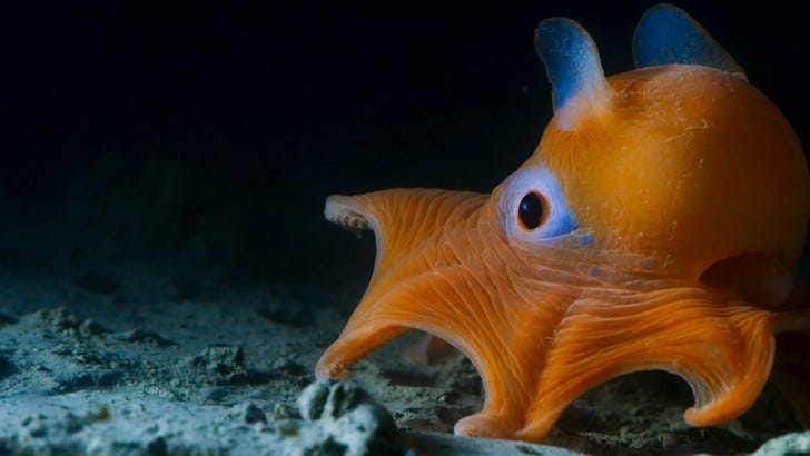 This flapjack octopus lives in the deep waters off California