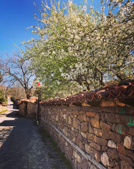 la via di un villaggio bulgaro, profilata da un muretto di pietra chiara che delimita un frutteto fiorito