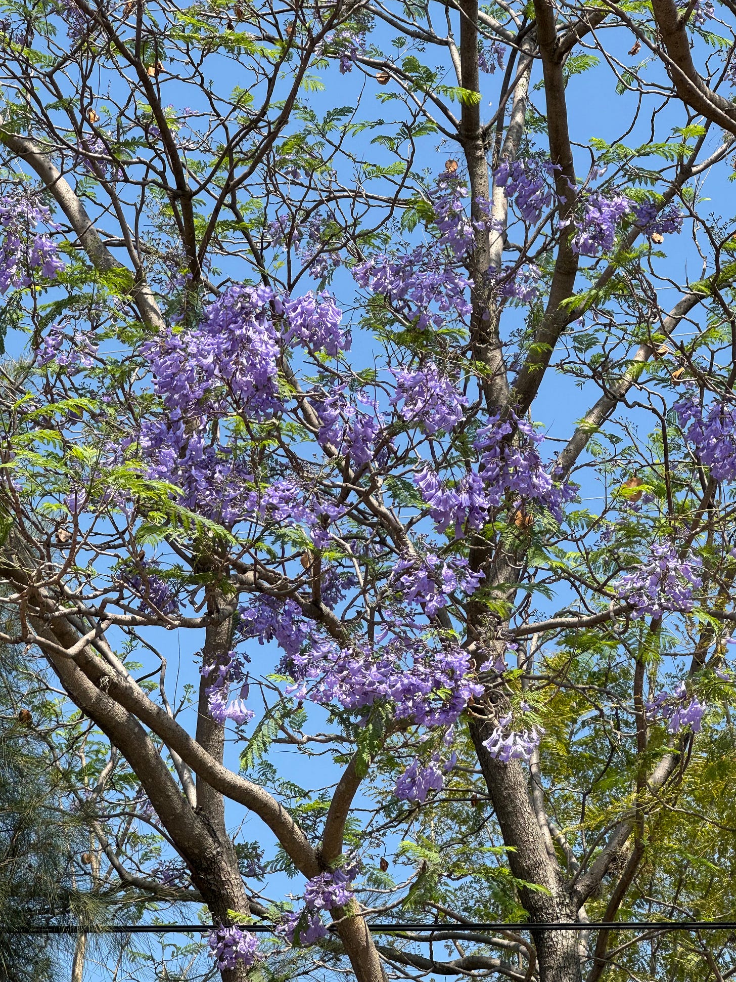A close-up shot of a blossoming jacaranda tree.
