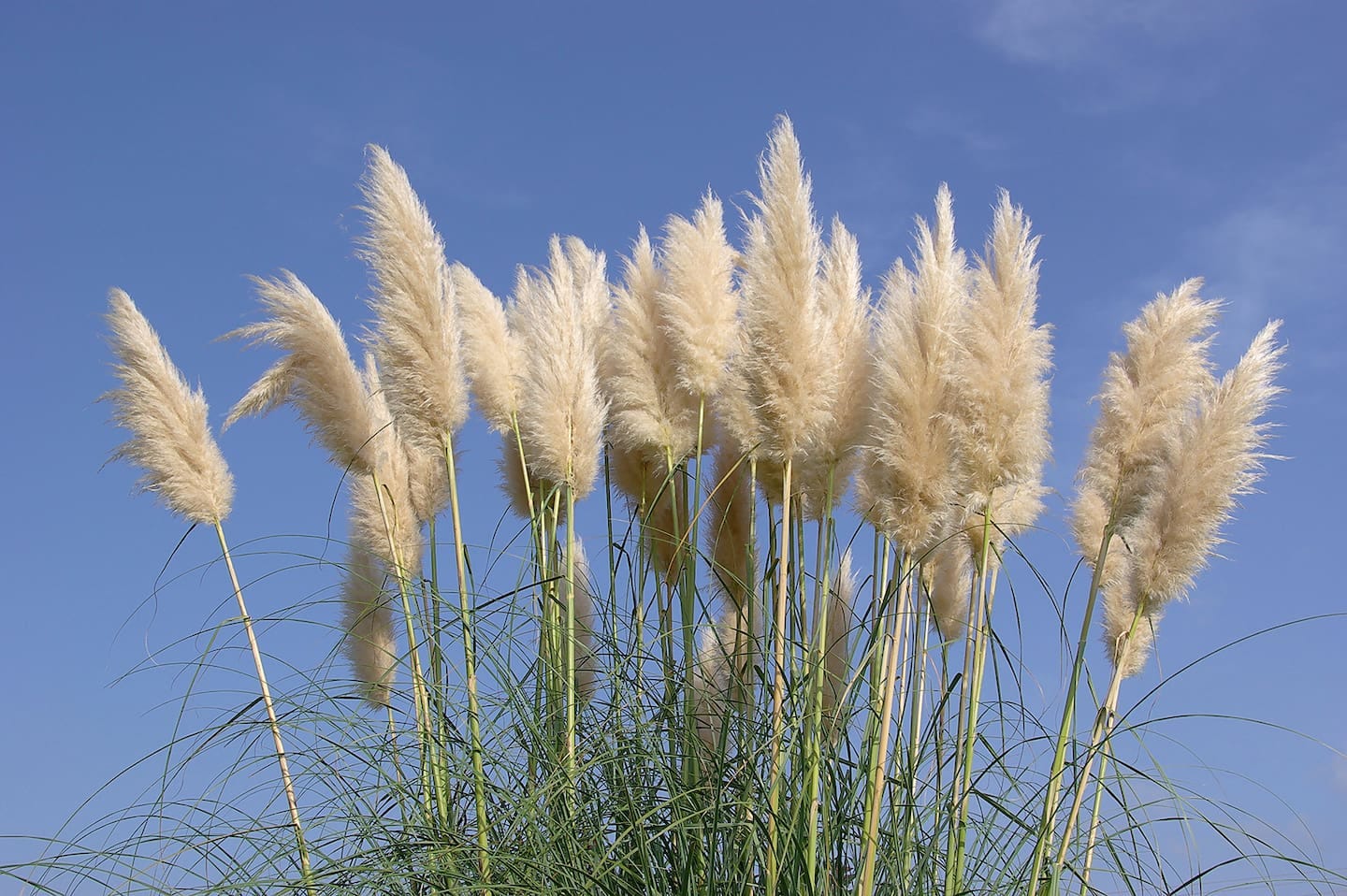 Pampa grass inflorescences (Cortaderia selloana). Photo / Supplied