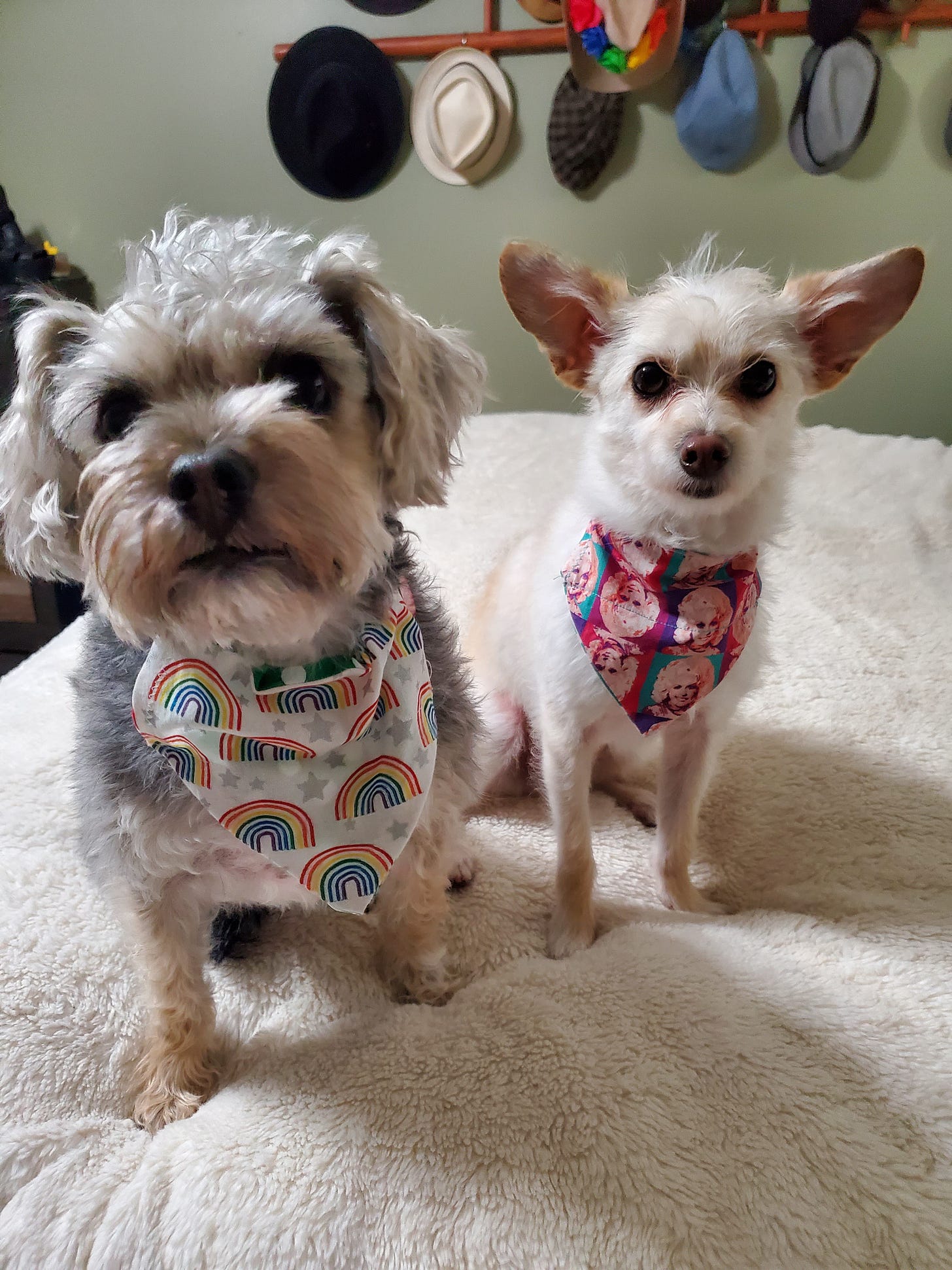 Two small dogs model brightly colored neckerchiefs: Billie Jean is a scruffy, schauzer-looking mutt with silver and gray hair, and her neckerchief has little rainbows on it. Oliver is a big-eared, white-haired mutt and his neckerchief has illustrations of Dolly Parton on it.