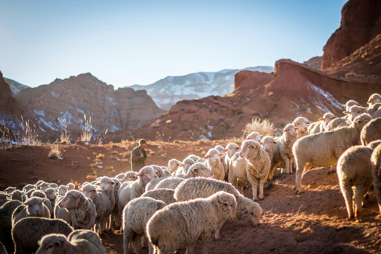 A shepherd and his sheep surrounded by snow capped mountains