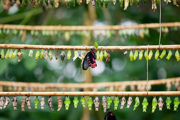 Butterfly breeding Rows of butterfly cocoons and newly hatched butterfly. butterfly house stock pictures, royalty-free photos & images