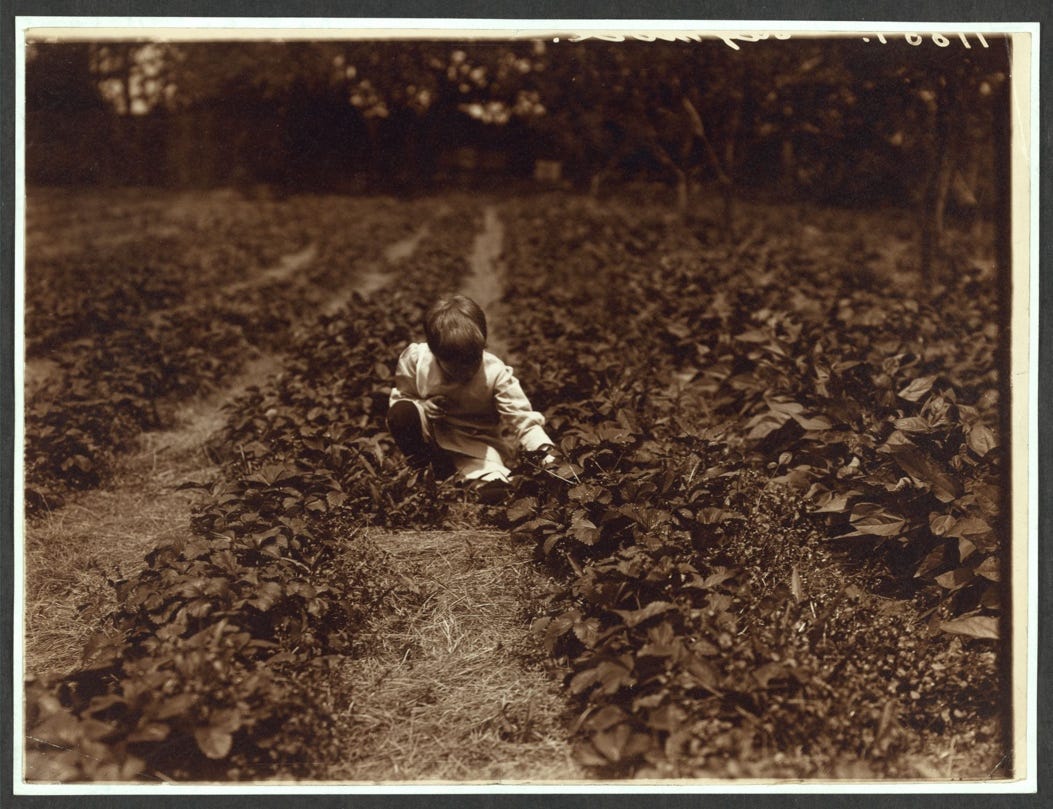 Quentin Roosevelt picking strawberries at Sagamore Hill