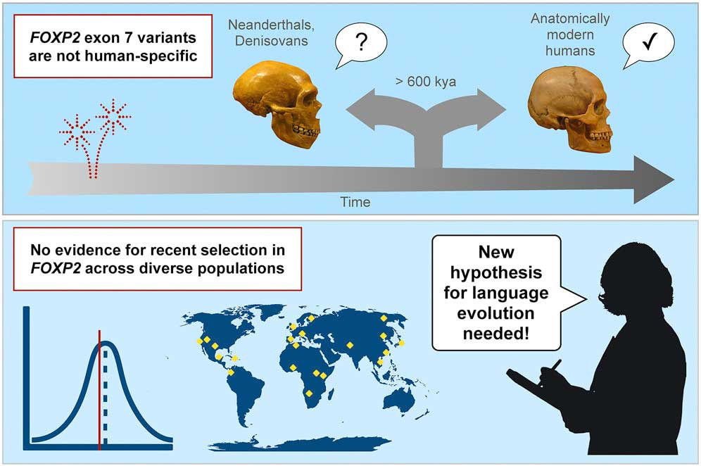 A comic that ends by saying "New hypothesis for language evolution needed!" A comic that ends by saying "New hypothesis for language evolution needed!"