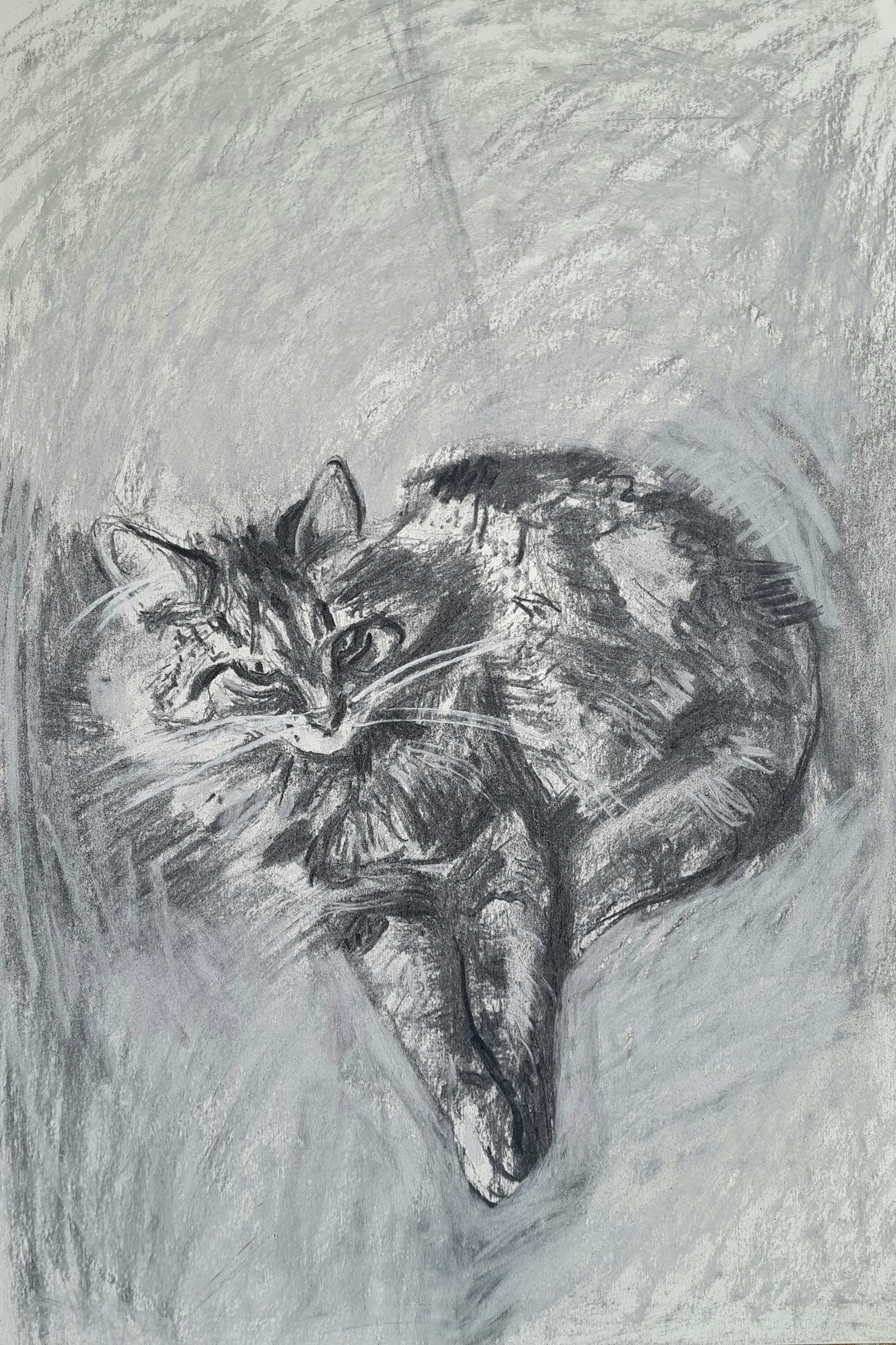Charcoal drawing of a long haired tabby cat by Julia Laing, 2025