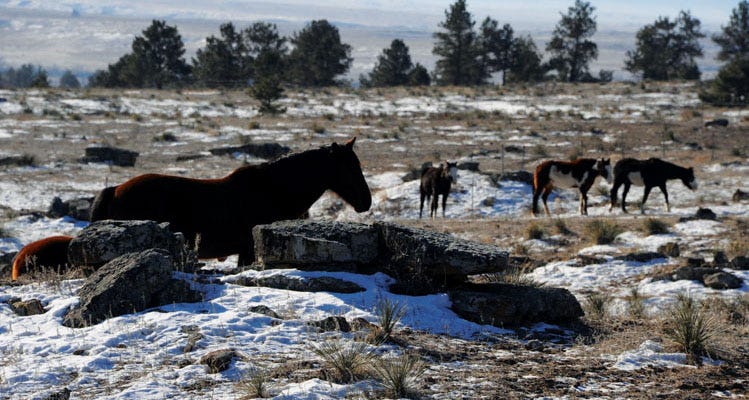 Wild Horses in Winter