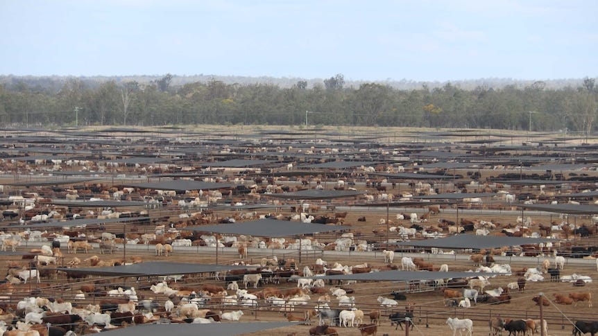 An aerial view of an intensive cattle feedlot.