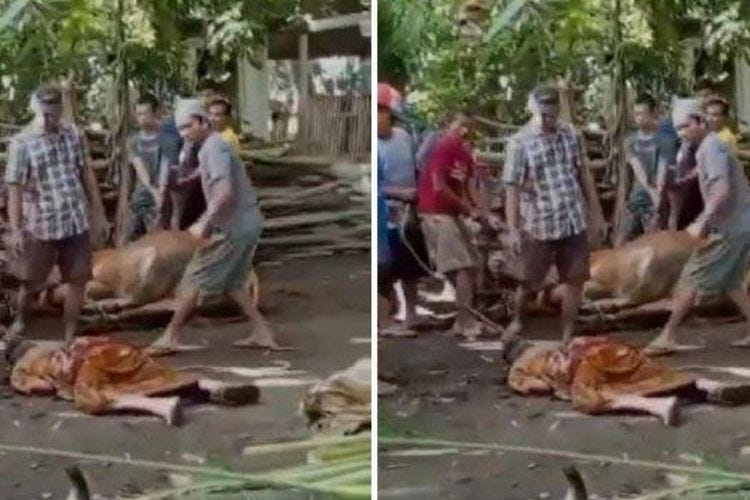 Potongan video memerlihatkan Kakek Sholeh, warga Desa Petung, Kecamatan Bangalsari, Kabupaten Jember, Jawa Timur, yang ambruk saat penyembelihan sapi Idul Adha. Sholeh dinyatakan meninggal saat dibawa ke rumah sakit.
