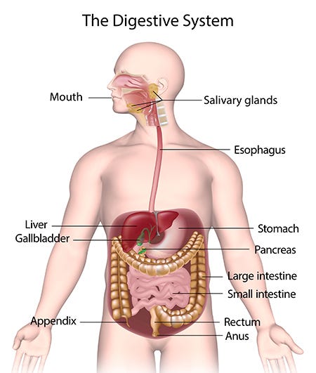 The digestive system from mouth to anus