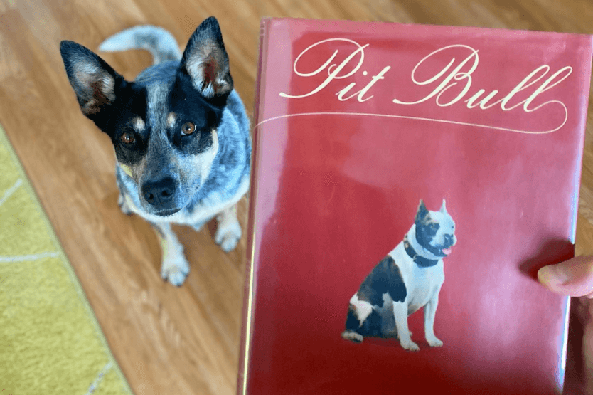 Scout the blue heeler sits just behind and next to her owner's hand holding the book Pit Bull: The Battle Over an American Icon by Bronwen Dickey in the foreground.