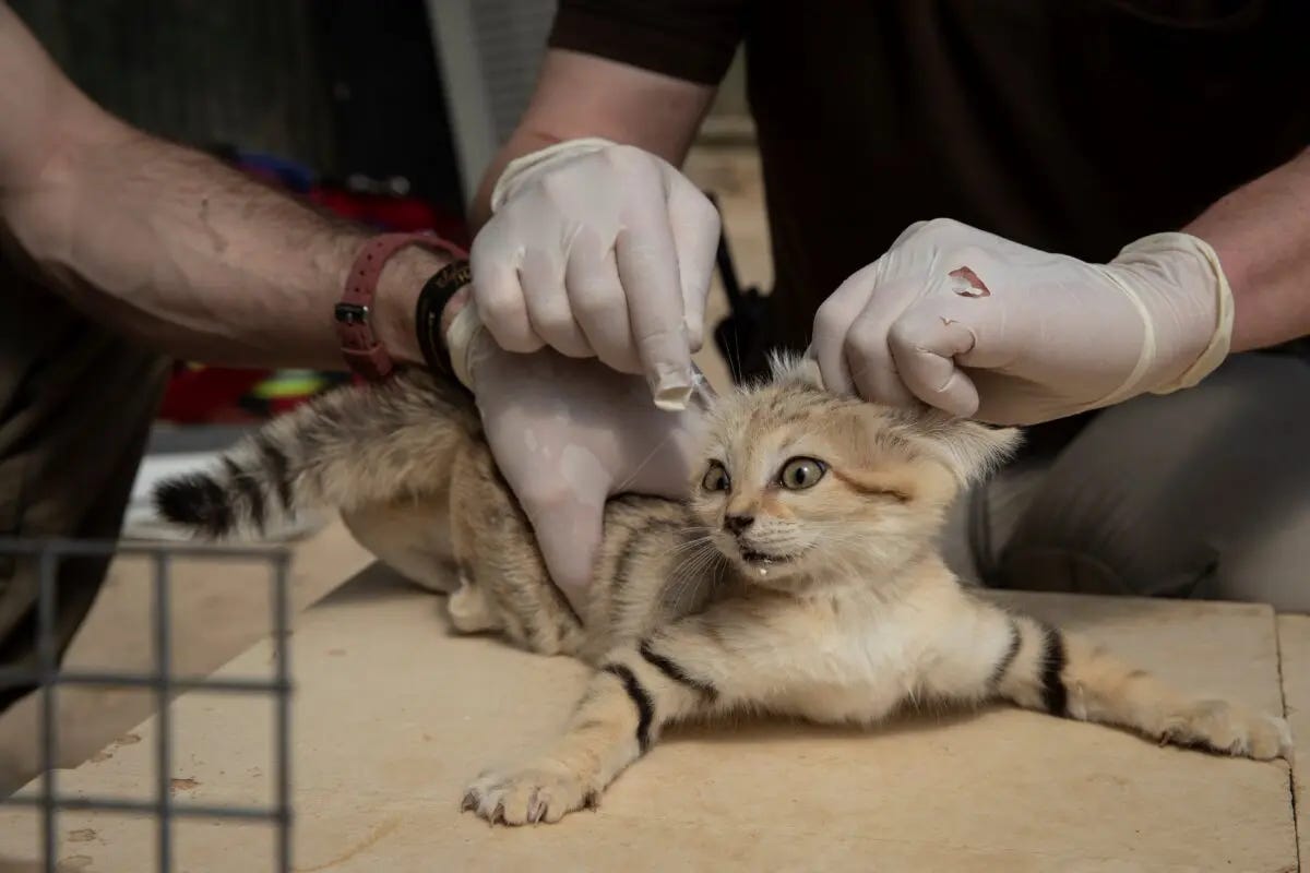 Um veterinário e um curandeiro seguram um filhote de gato-da-areia no zoológico "Parc des Felins", em Lumigny-Nesle-Ormeaux, a leste de Paris, como parte de um exame geral de saúde e do implante de um microchip em 23 de maio de 2019. (Thomas Samson/AFP via Getty Images)