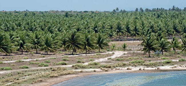 Expansion of coconut plantations threatens the Tremembé ...