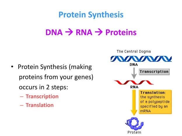 protein synthesis