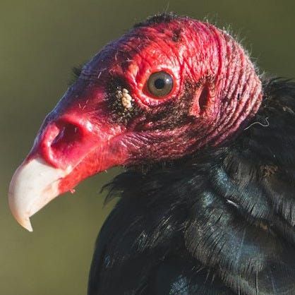 black and brown bird in close up photography