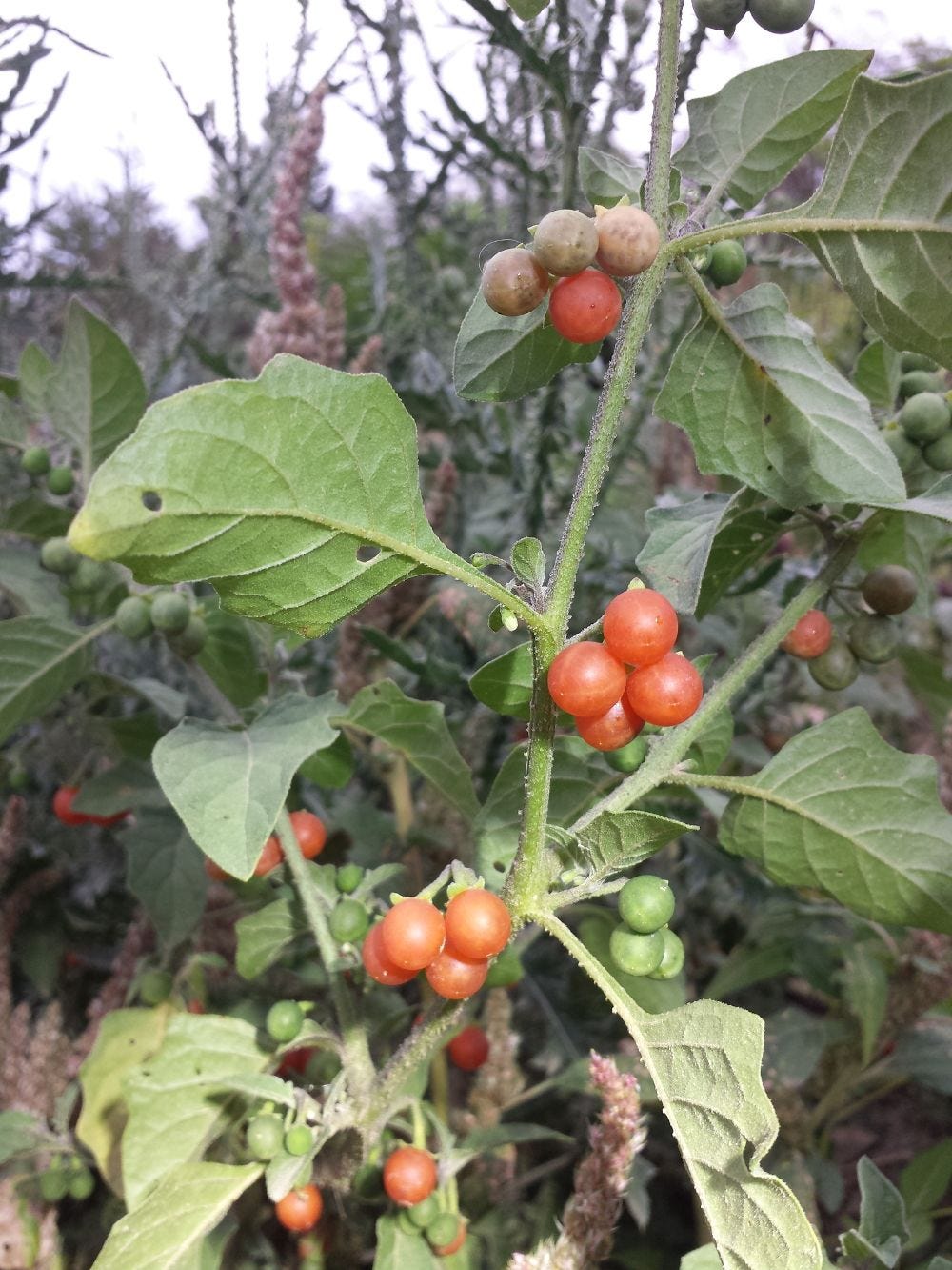 Solanum villosum [red fruit - Wikimedia - S. Lefnaer, 2019].jpg