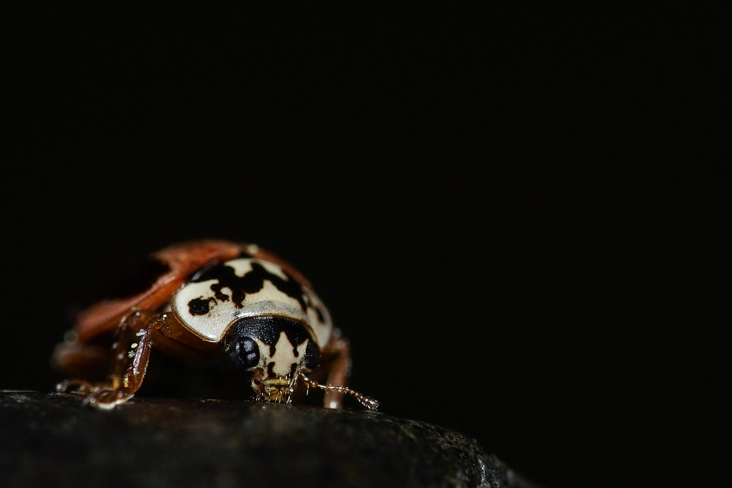 A Painted Lady Beetle, Mulsantina picta
