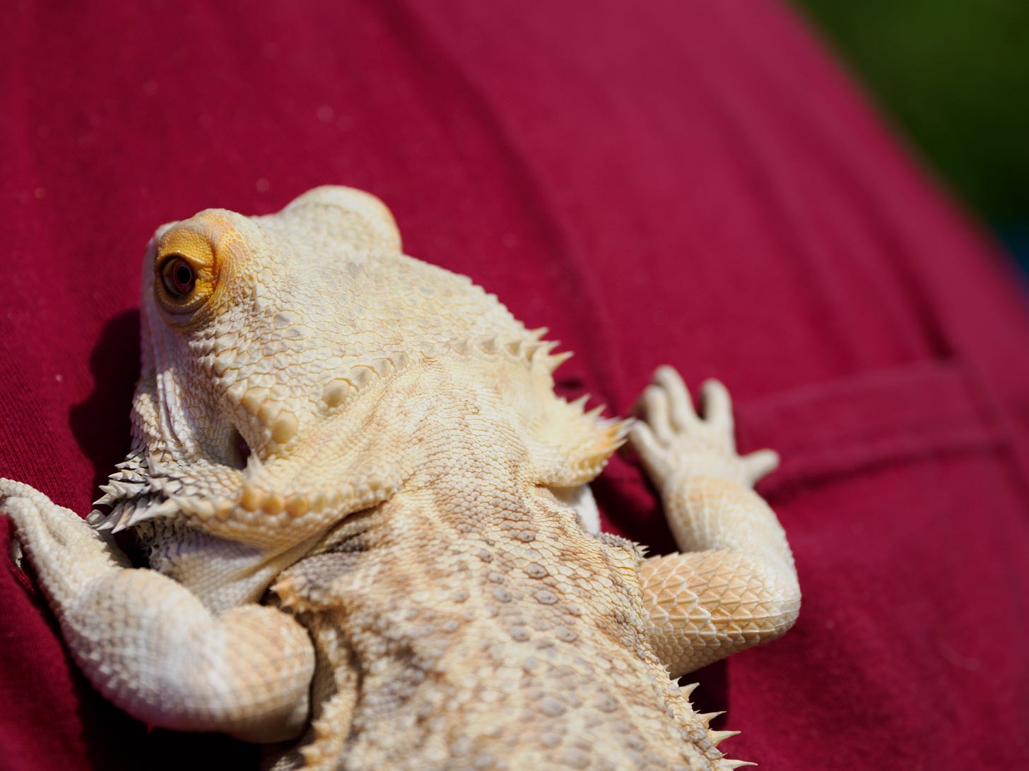 Bearded Dragon