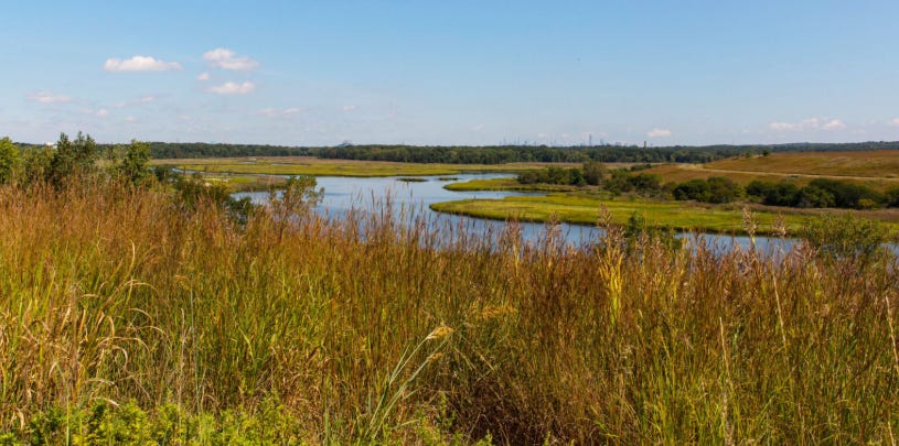 Freshkills Park : un écosystème en pleine renaissance