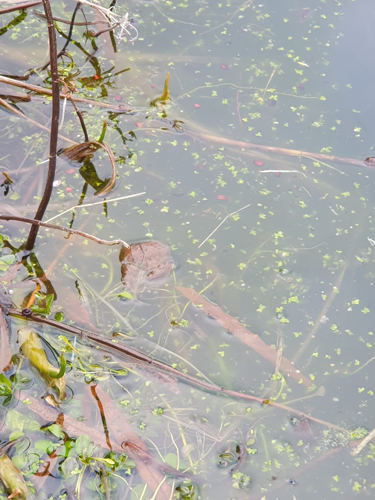 the glassy surface, punctured by weeds and with a little floating scum. Right at the center of the photo is a vague brown curved blur which i swear is a newt