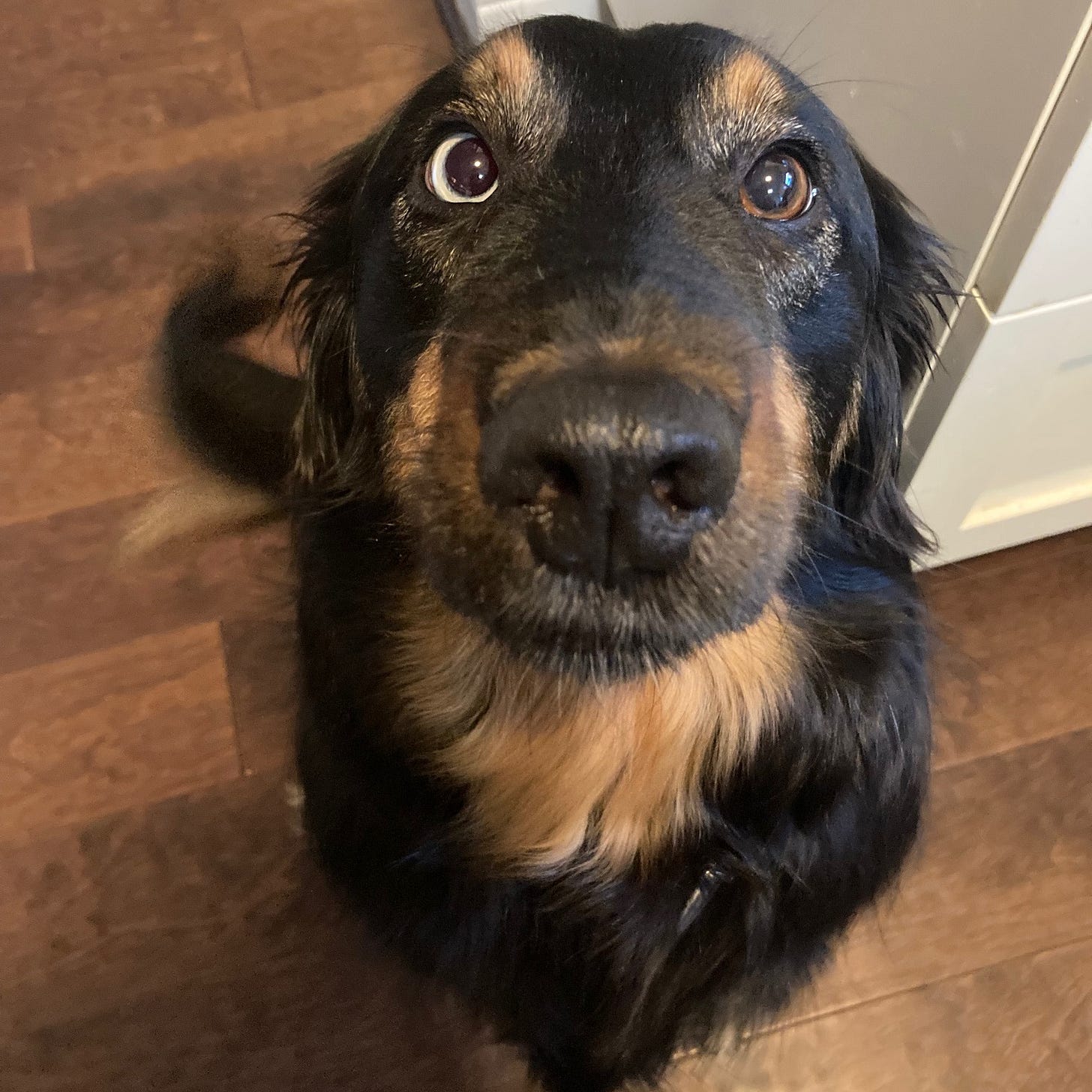 Black and brown dog with a blue and a brown eye sitting looking up at the camera sweetly