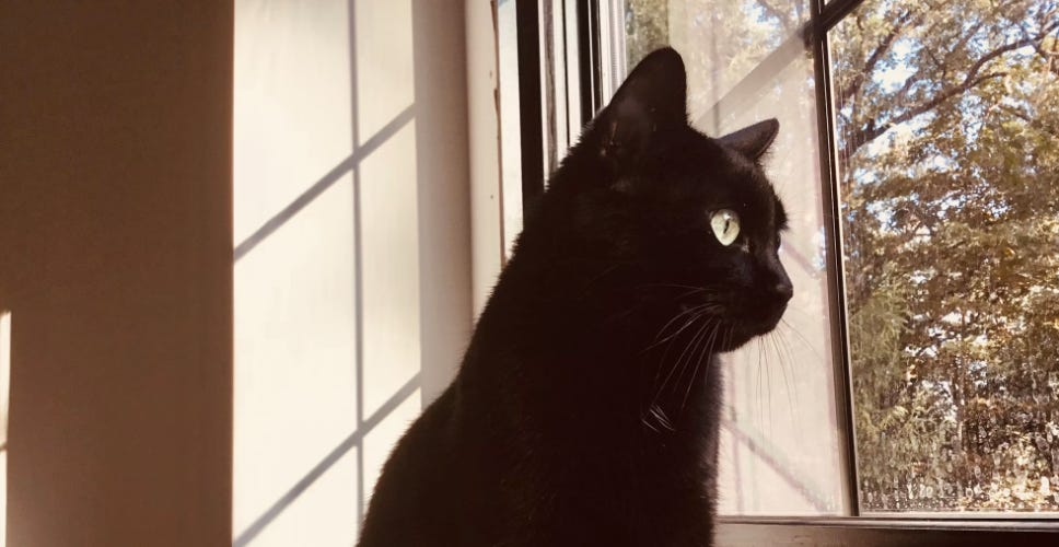 black cat at window