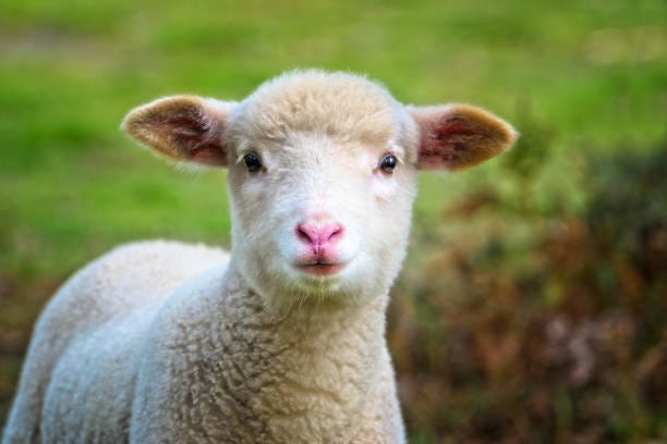 74,000+ Cute Sheep Stock Photos, Pictures & Royalty-Free ...