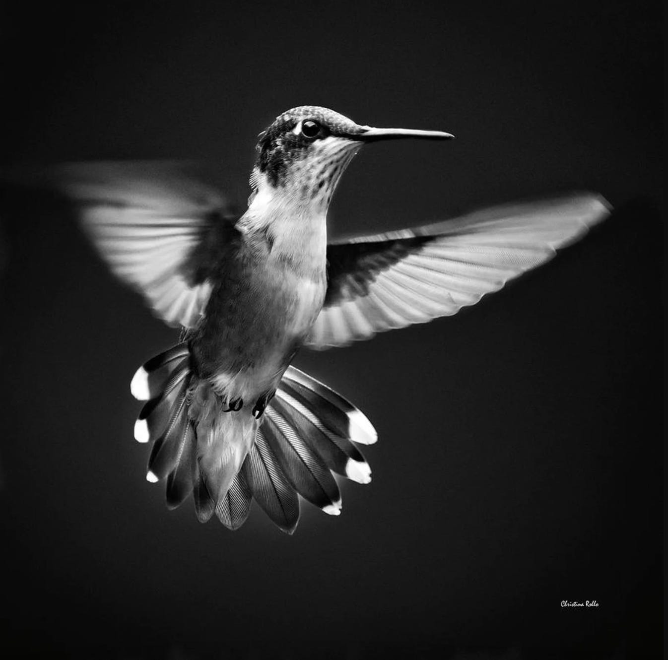 Black and white photo of a humminbird in mid-air, with wings outstretched