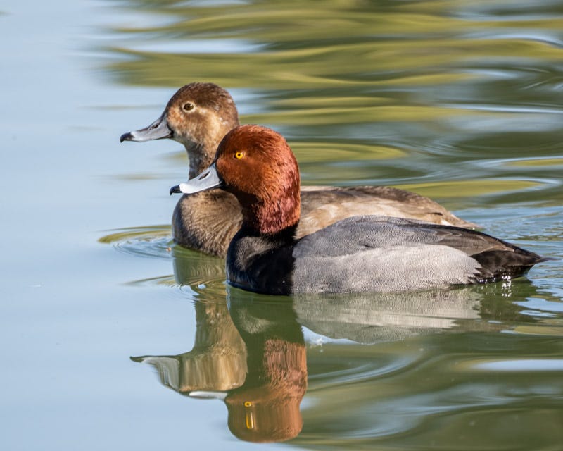 20250115-ChristopherColumbusPark-282-Edit.jpg